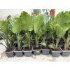 Strelitzia augusta, původ Španělsko 120 cm