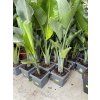 Strelitzia augusta, původ Španělsko 120 cm