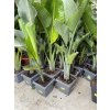 Strelitzia augusta, původ Španělsko 160 cm