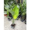 Strelitzia augusta, původ Španělsko 100 cm