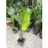 Strelitzia augusta, původ Španělsko 120 cm