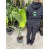 Strelitzia augusta, původ Španělsko 120 cm