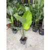 Strelitzia augusta, původ Španělsko 120 cm