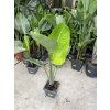 Strelitzia augusta, původ Španělsko 160 cm
