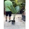 Strelitzia augusta, původ Španělsko 120 cm