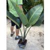 Strelitzia augusta, původ Španělsko 120 cm