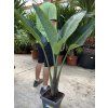 Strelitzia augusta, původ Španělsko 120 cm
