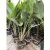 Strelitzia augusta, původ Španělsko 120 cm