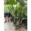 Strelitzia augusta, původ Španělsko 100 cm