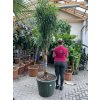 Dracaena Reflexa anita 2,5m