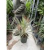 Cordyline australis, Torbay Dazzler, 40 cm