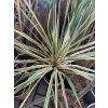 Cordyline australis, Torbay Dazzler, 40 cm