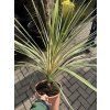 Cordyline australis, Torbay Dazzler, 40 cm