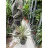 Cordyline australis, Torbay Dazzler, 40 cm