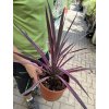 Cordyline australis, red star 40 cm