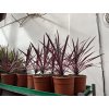 Cordyline australis, pink passion, 40 cm