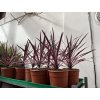 Cordyline australis, red star 40 cm