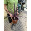 Cordyline australis, red star 40 cm