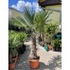 Trachycarpus fortunei, výška 220 cm, kmen 80 cm