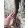 Ficus carica, Gota de miel, 170 cm