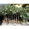 Ficus carica, Brown Turkey, 170 cm