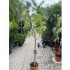 Ficus carica - Ice crystal 170 cm