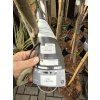 Ficus carica - Ice crystal 170 cm