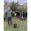 Ficus carica - Ice crystal 170 cm