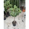 Ficus carica 110 cm