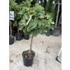 Ficus carica 110 cm