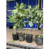 Ficus carica 110 cm