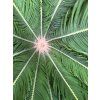 Cycas revoluta 120 cm