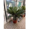 Cycas revoluta 120 cm