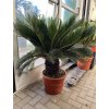 Cycas revoluta 110 cm