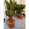 Cycas revoluta 120 cm
