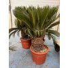 Cycas revoluta 120 cm