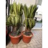 Cycas revoluta 120 cm