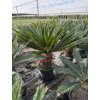 Cycas revoluta 120 cm