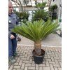 Cycas revoluta 120 cm