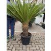 Cycas revoluta 120 cm