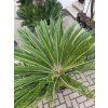 Cycas revoluta 120 cm