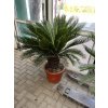 Cycas revoluta 110 cm