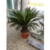 Cycas revoluta 120 cm