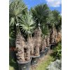 Trachycarpus fortunei, výška 260 cm, kmen 110 cm