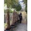 Trachycarpus fortunei, výška 260 cm, kmen 120-130 cm