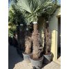 Trachycarpus fortunei, výška 260 cm, kmen 120-130 cm