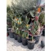 strelitzia reginae, 110 cm