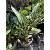 strelitzia reginae, 110 cm