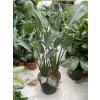 strelitzia reginae, 110 cm