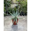 Aloe Vera, Aloe pravá 80 cm